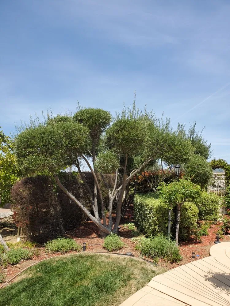 Professional landscape design in Santa Clara, CA by The King Gardening Service