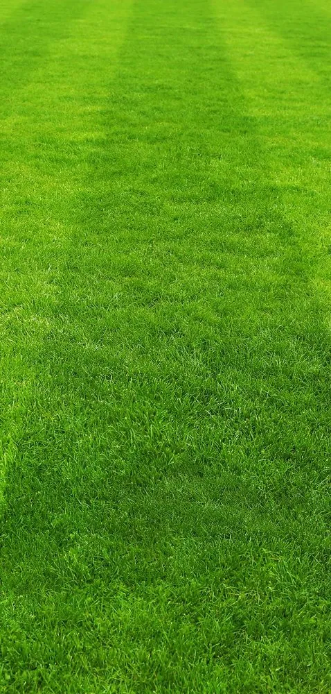 Local landscape design with custom design across Ault, CO - The King of the Yard