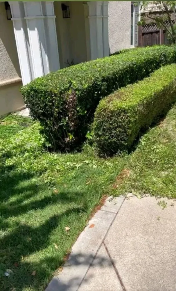 Local outdoor landscaping experts serving Fairfield, CA - The Kings of the Garden