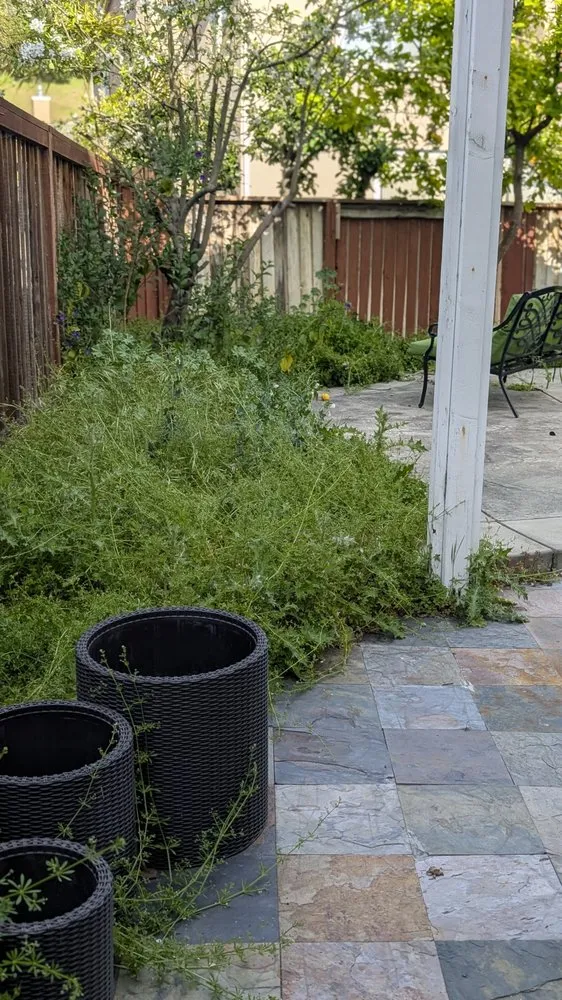 Trusted yard maintenance in Vacaville, CA by The Kings Of The Gardens