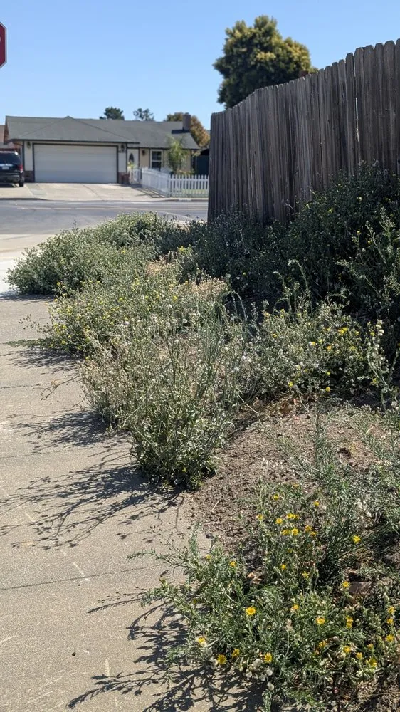 Top-rated yard cleanup service for homes across Vacaville, CA - The Kings Of The Gardens