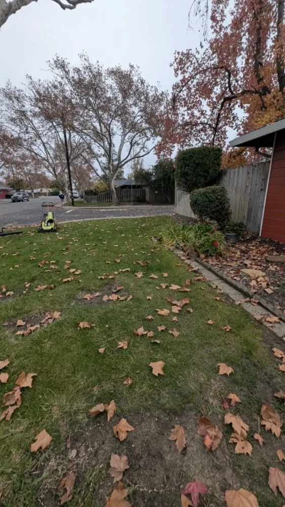 Reliable lawn care service in Vacaville, CA - The Kings Of The Gardens