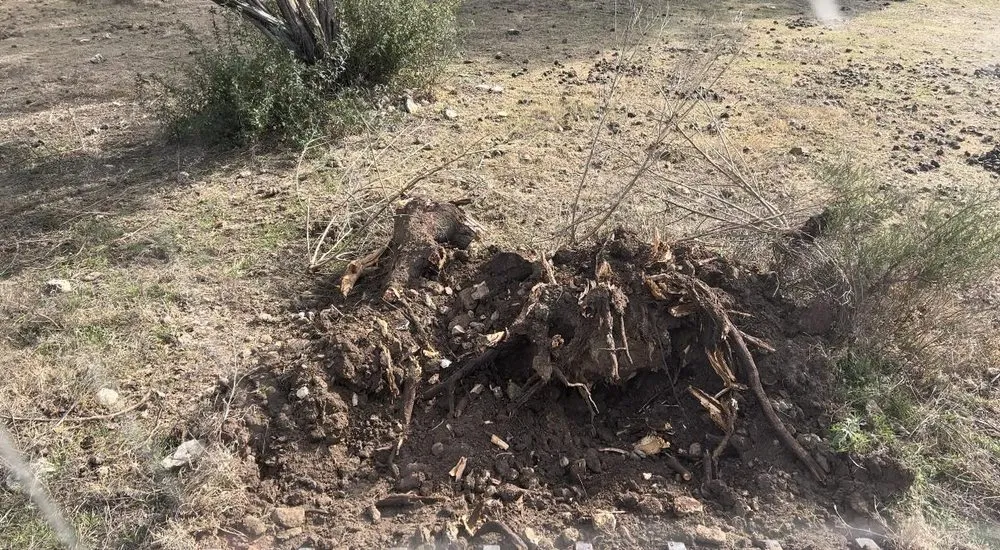 Reliable lawn care service for outdoor upgrades in Round Rock, TX by The Land Adjusters