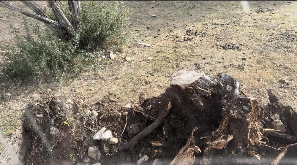 Trusted yard maintenance in Round Rock, TX by The Land Adjusters