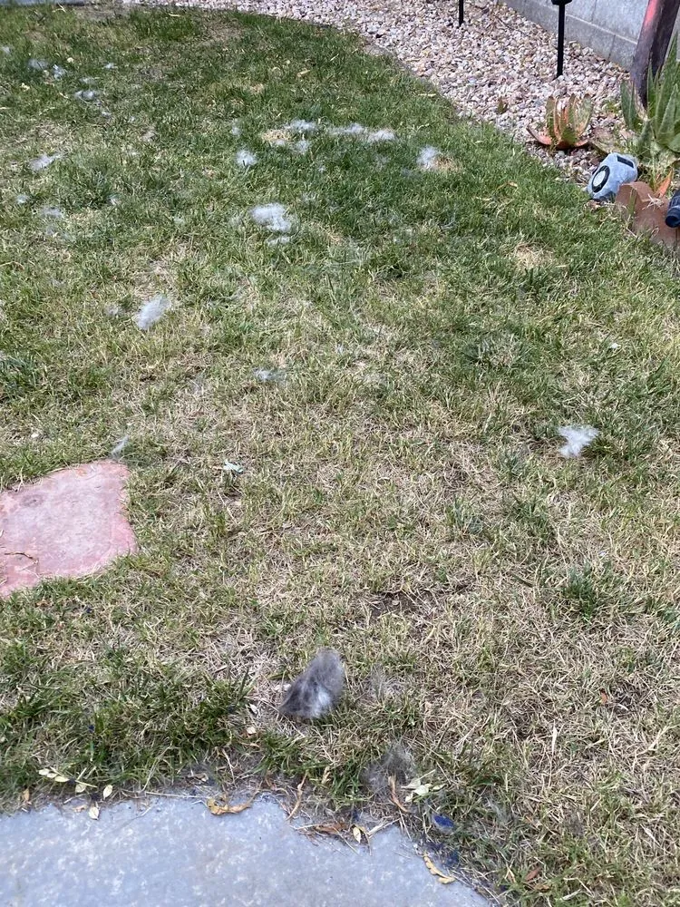 Expert residential landscaping in Las Vegas, NV - The Land Keepers