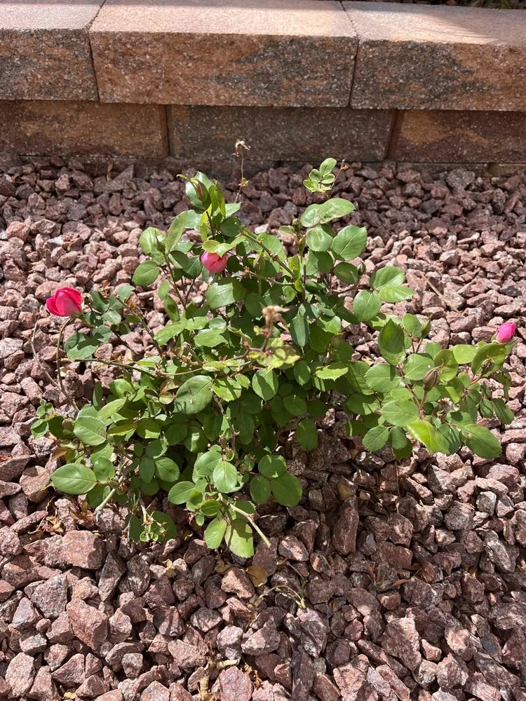 Affordable landscape installation experts serving Las Vegas, NV - The Landscape Company