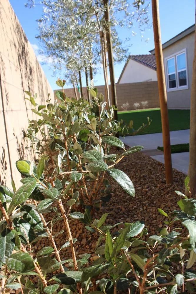 Professional outdoor landscaping for homes across Las Vegas, NV - The Landscape Company