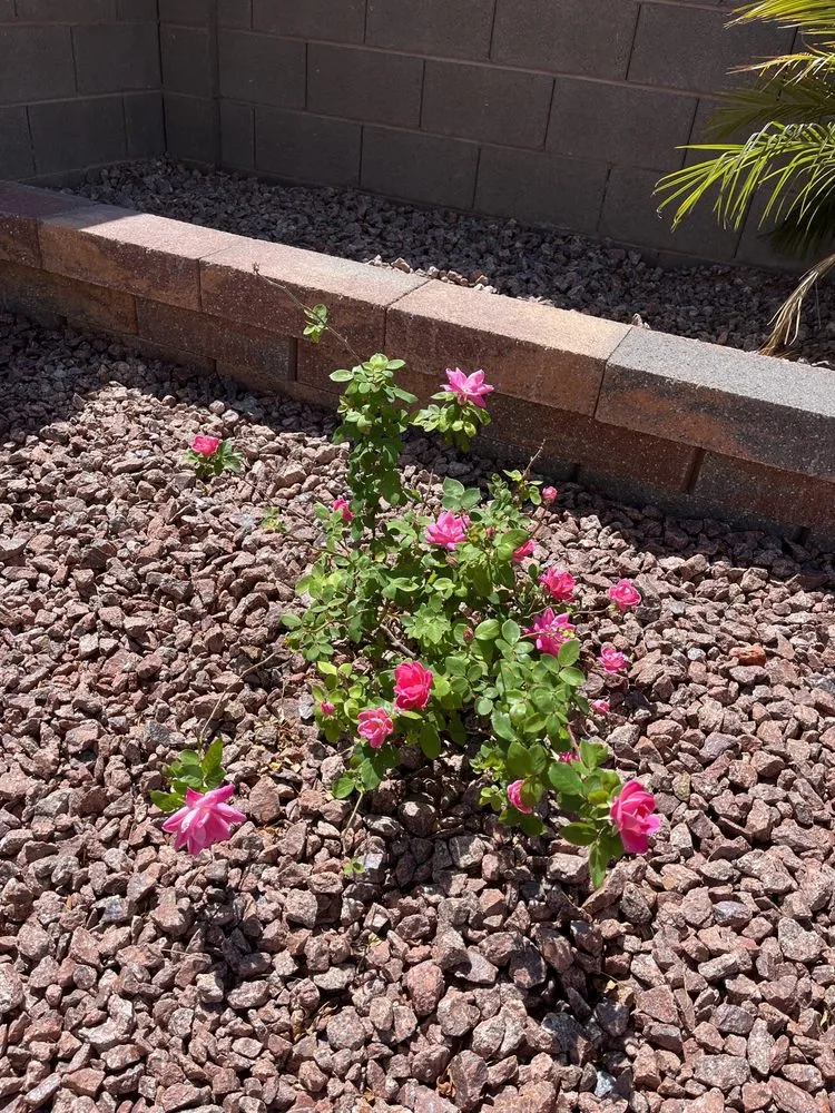 Professional landscaping services in Las Vegas, NV - The Landscape Company