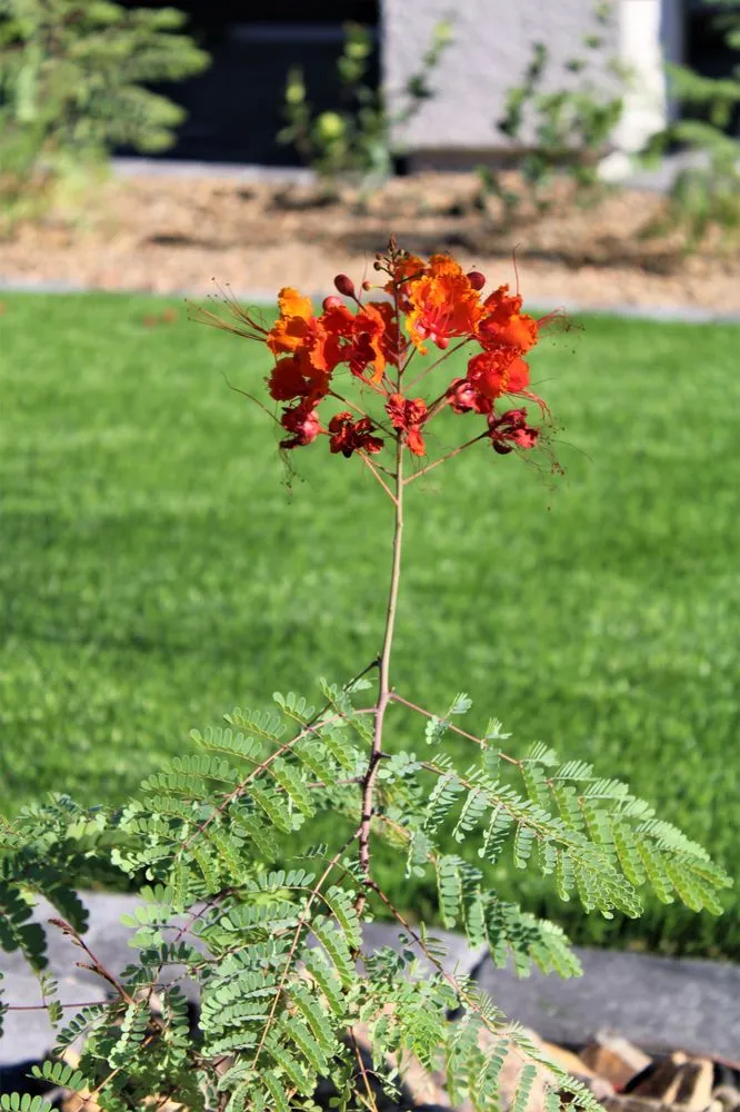 Local garden landscaping in Las Vegas, NV - The Landscape Company