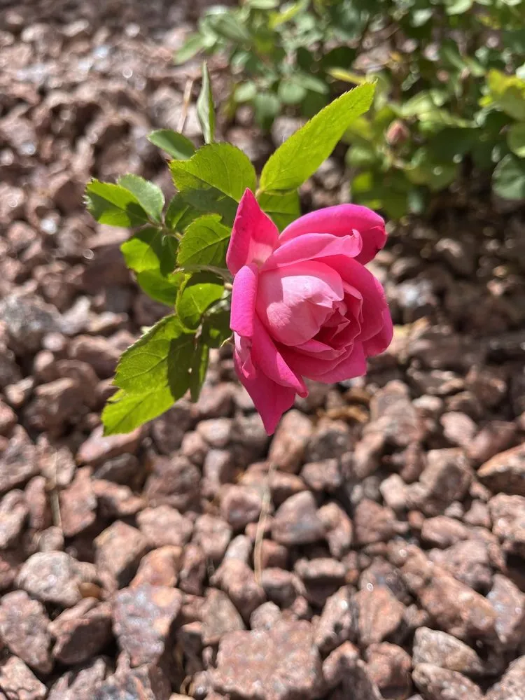 Trusted lawn care service for homes across Las Vegas, NV - The Landscape Company