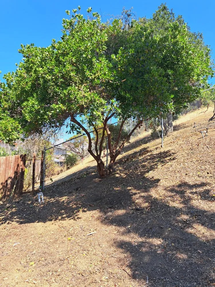 Local landscaping services experts serving Martinez, CA - The Landscape Company