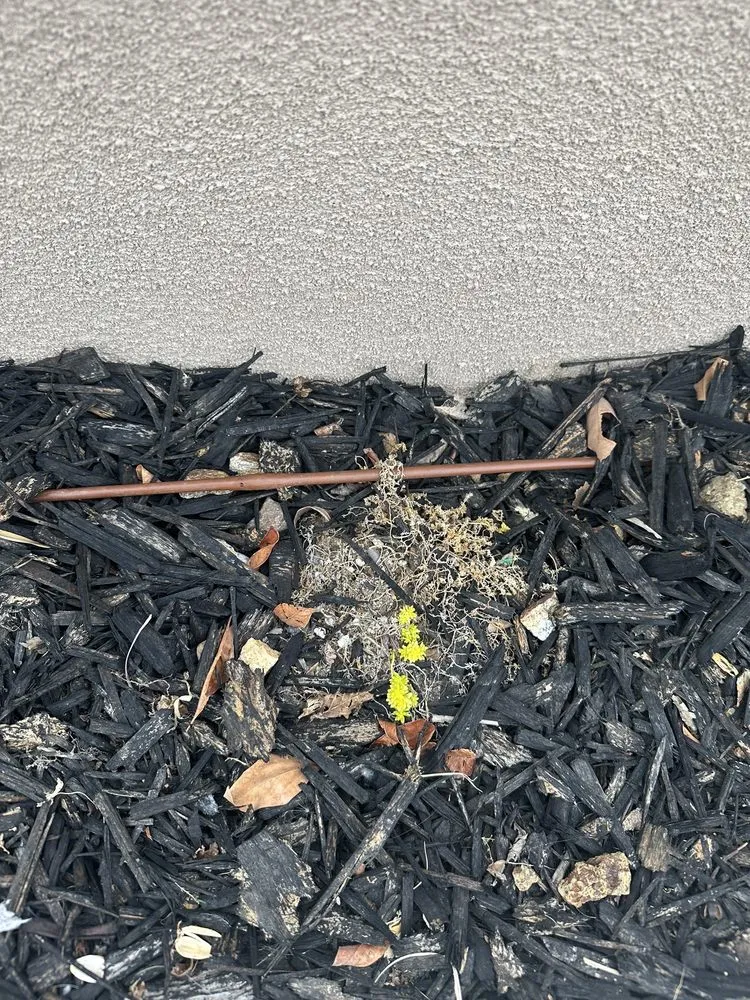 Trusted yard maintenance experts serving San Diego, CA - The Landscape Company