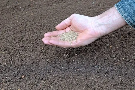 Professional lawn care service in Dawsonville, GA by The Landscape Consulting Group