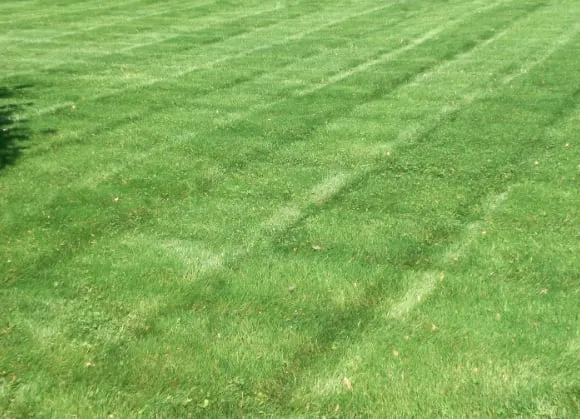 Reliable landscaping services in Dawsonville, GA by The Landscape Consulting Group