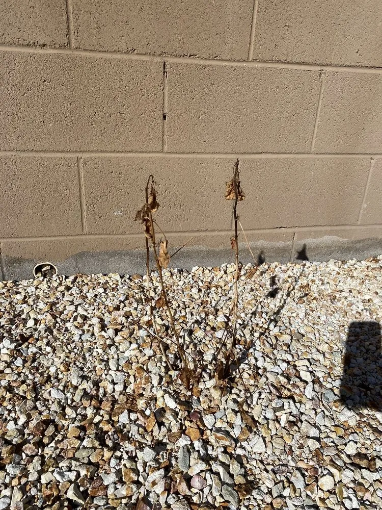 Custom yard cleanup service in Peoria, AZ by The Landscape Guy