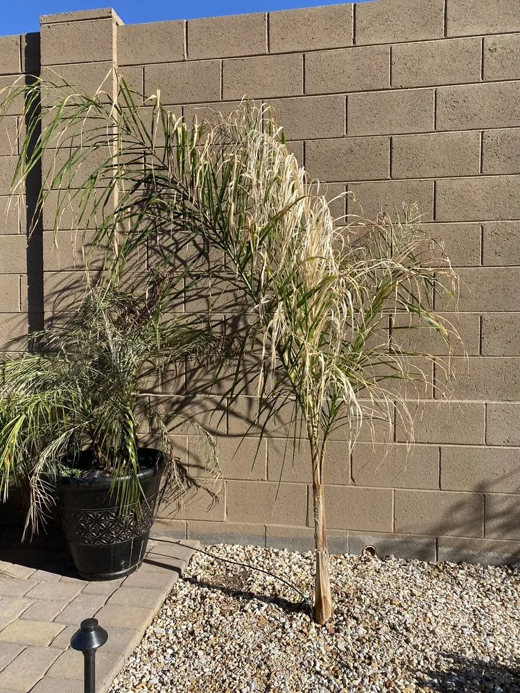 Local landscaping services in Peoria, AZ - The Landscape Guy