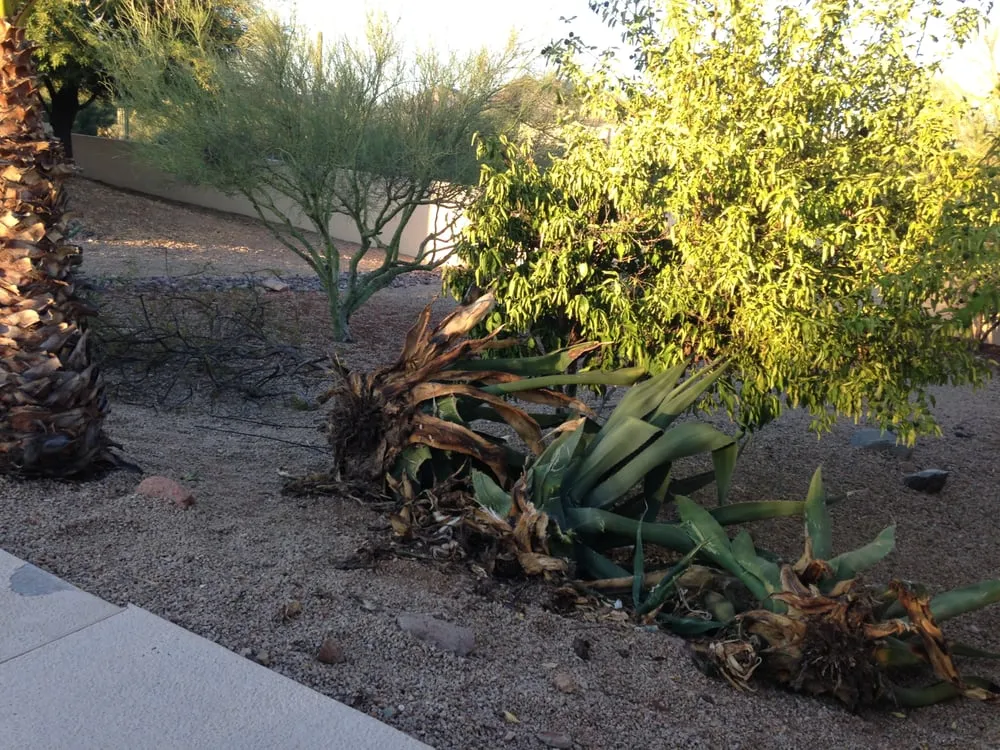 Affordable outdoor landscaping in Peoria, AZ by The Landscape Guy