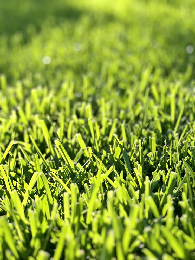 Reliable lawn care service experts serving Fort Worth, TX - The Landscape Lasso