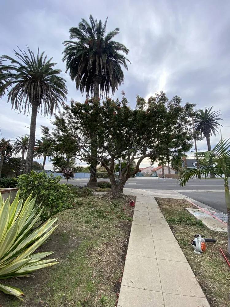 Professional outdoor landscaping experts serving Los Angeles, CA - The Landscape Watch