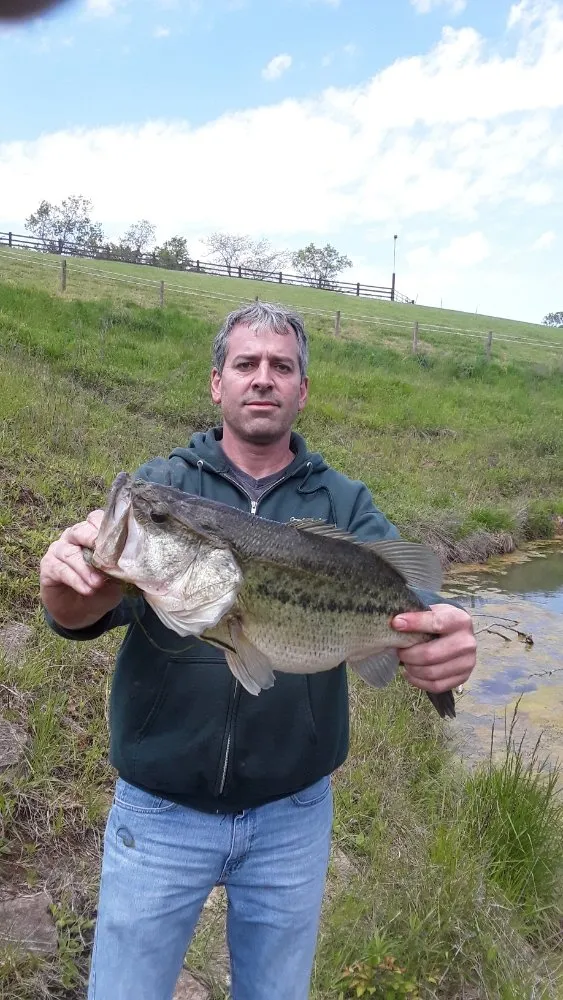 Affordable residential landscaping in Bellevue, KY by The Landscaper