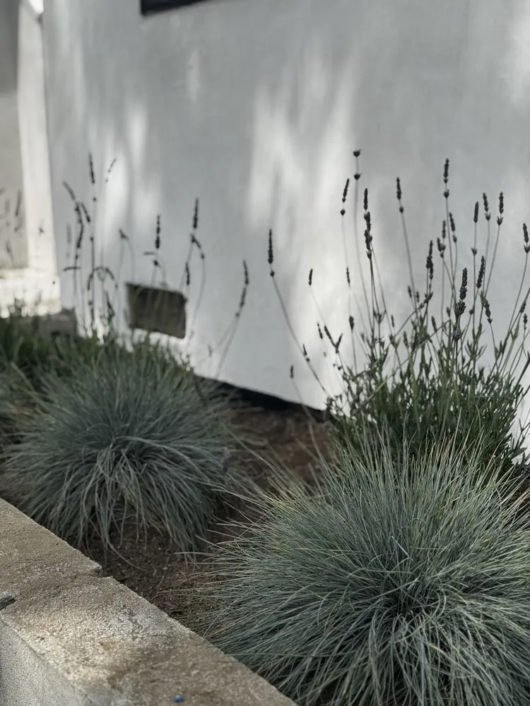 Trusted lawn care service for year-round maintenance across Los Angeles, CA - The Landscaping Contractor