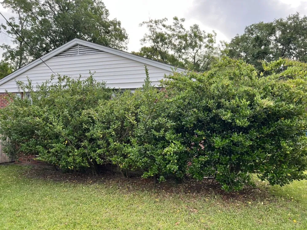 Trusted residential landscaping in Moncks Corner, SC - The Landscapist