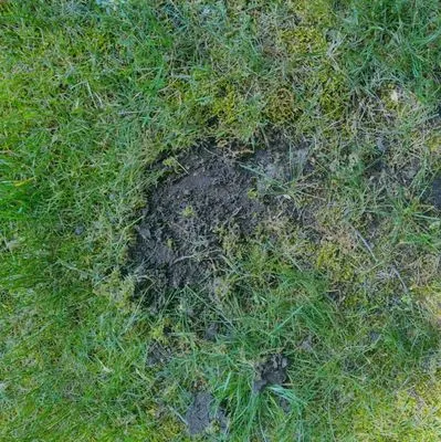 The Lawn Barber Logo