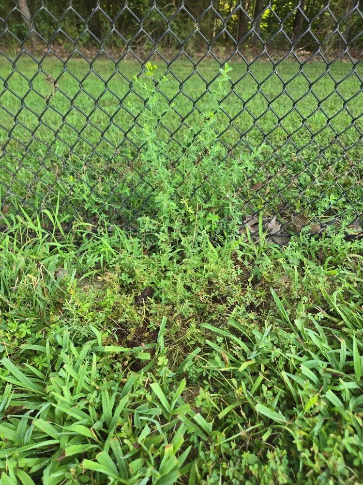Reliable residential landscaping for beautiful yards across Newburg, MD - The Lawn Barber