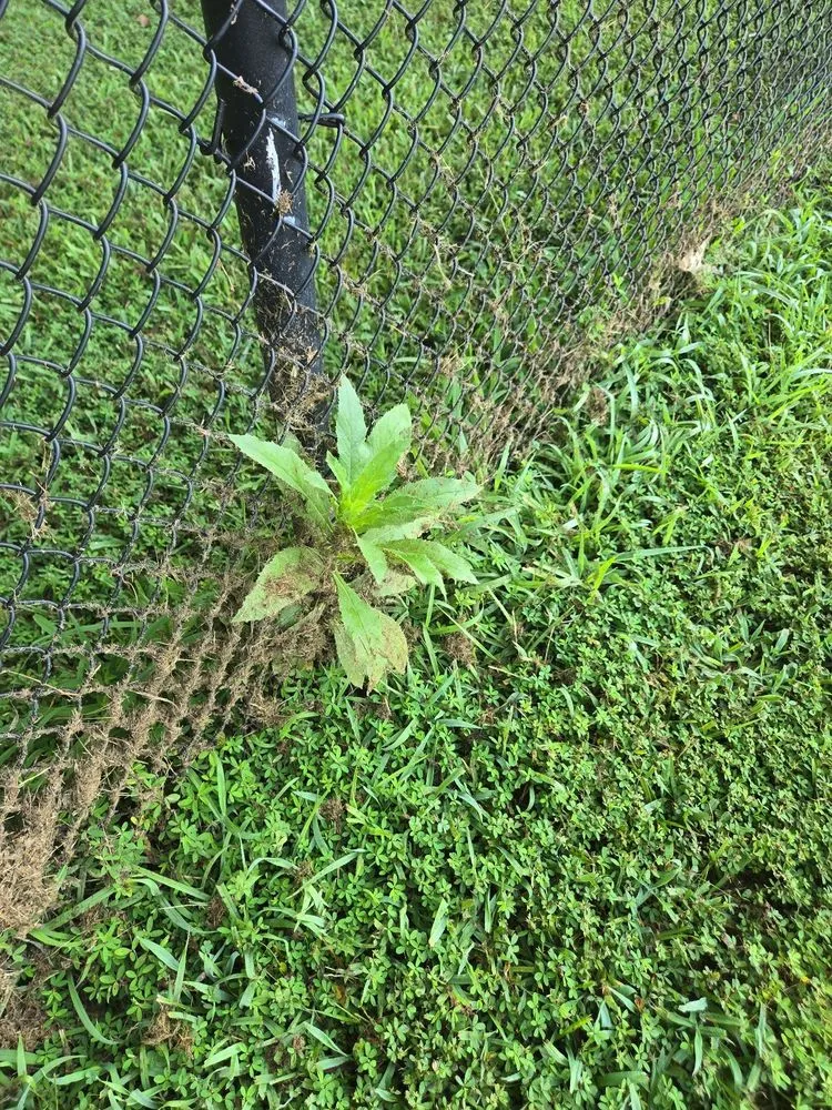 Affordable landscaping services near you in Newburg, MD by The Lawn Barber