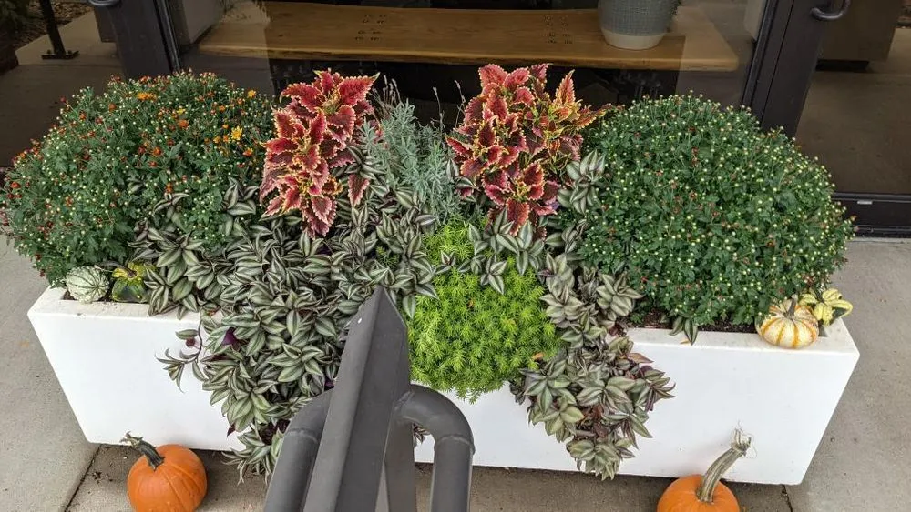 Professional yard maintenance experts serving Elysian, MN - The Lawn Barber Services