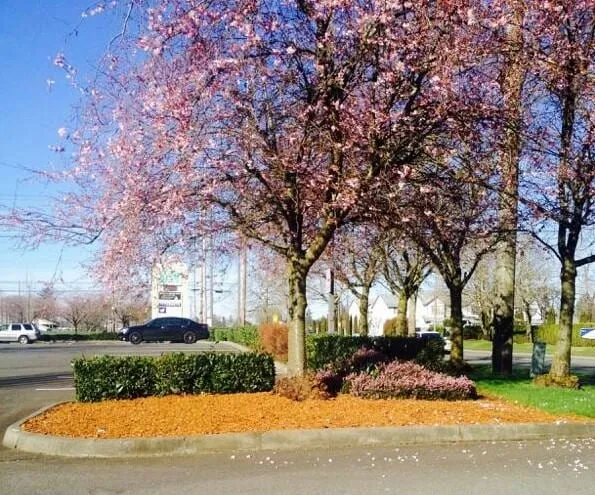 Top-rated garden landscaping experts serving Tacoma, WA - The Lawn Boys