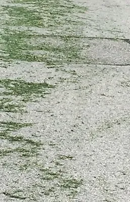 The Lawn Care Guy Logo