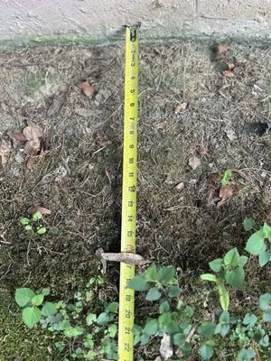 The Lawn Clippers Logo