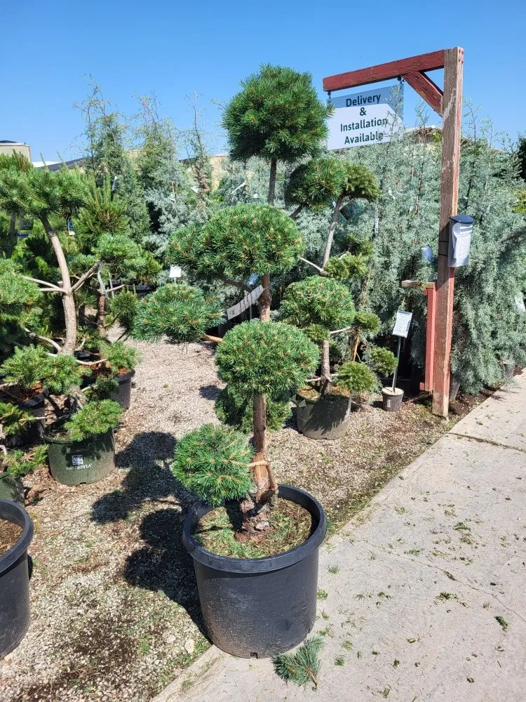 Trusted yard maintenance experts serving Guthrie, OK - The Lawn Company