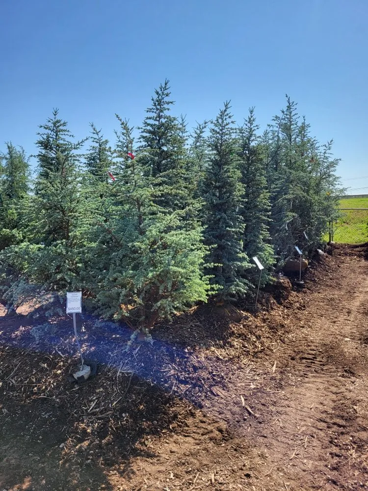 Top-rated yard cleanup service experts serving Guthrie, OK - The Lawn Company