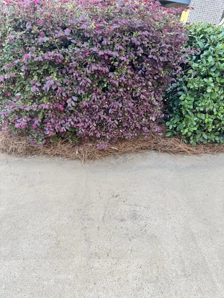 Professional landscape installation in Hoover, AL by The Lawn Crew