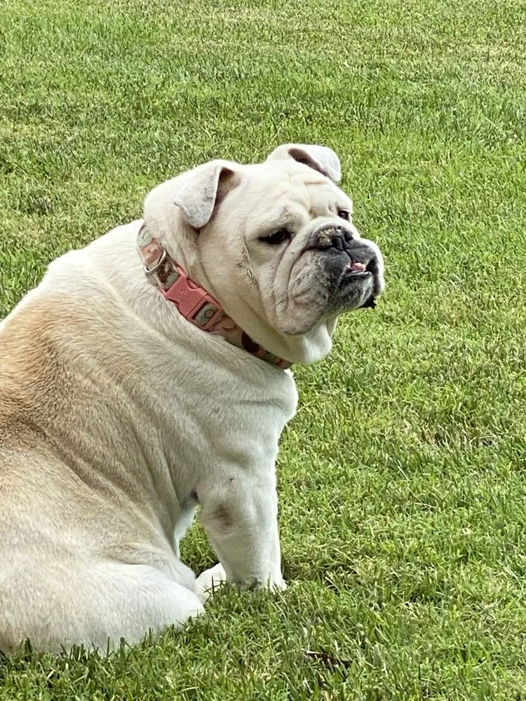 Trusted lawn care service for homes in Manhattan, KS by The Lawn Doctor