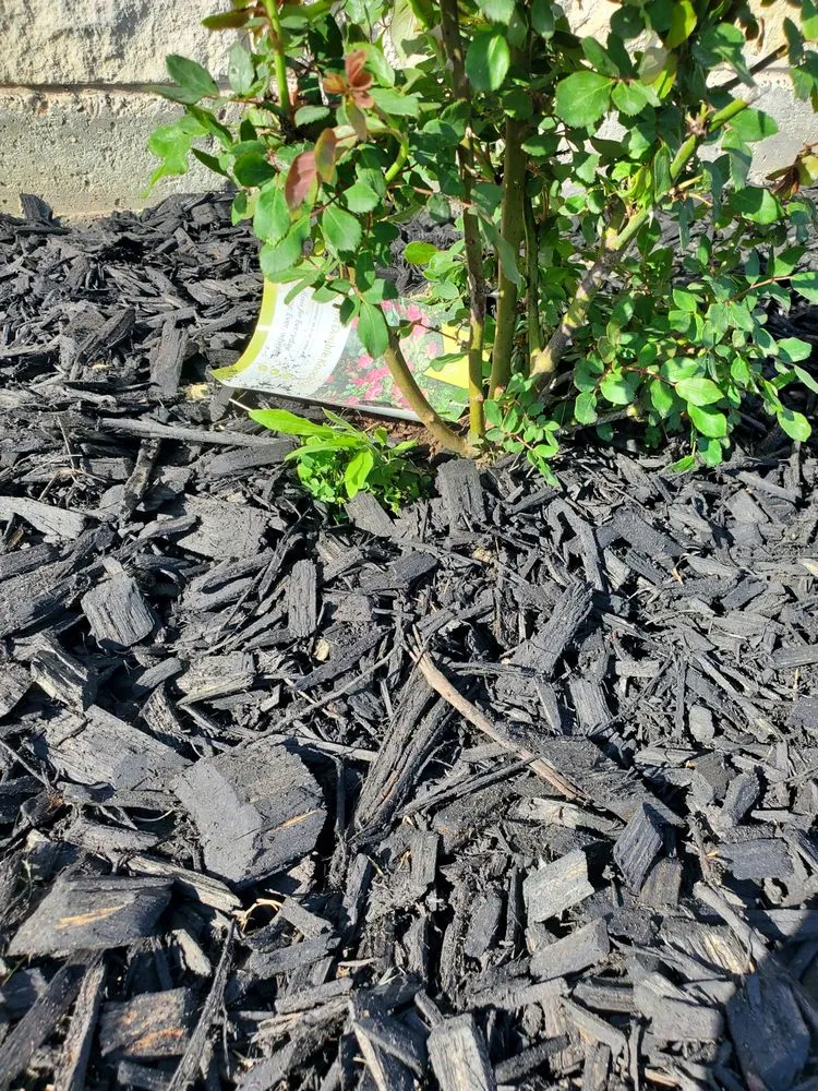 Affordable outdoor landscaping in Killeen, TX - The Lawn Dude