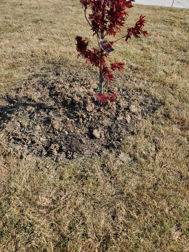 Affordable yard maintenance in Killeen, TX - The Lawn Dude