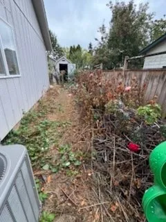 Trusted yard cleanup service in Eugene, OR by The Lawn Father