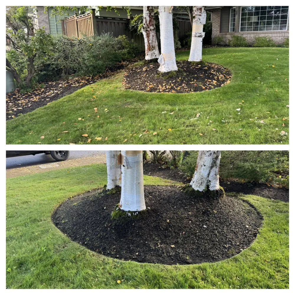 Professional landscaping services for year-round maintenance across Eugene, OR - The Lawn Father