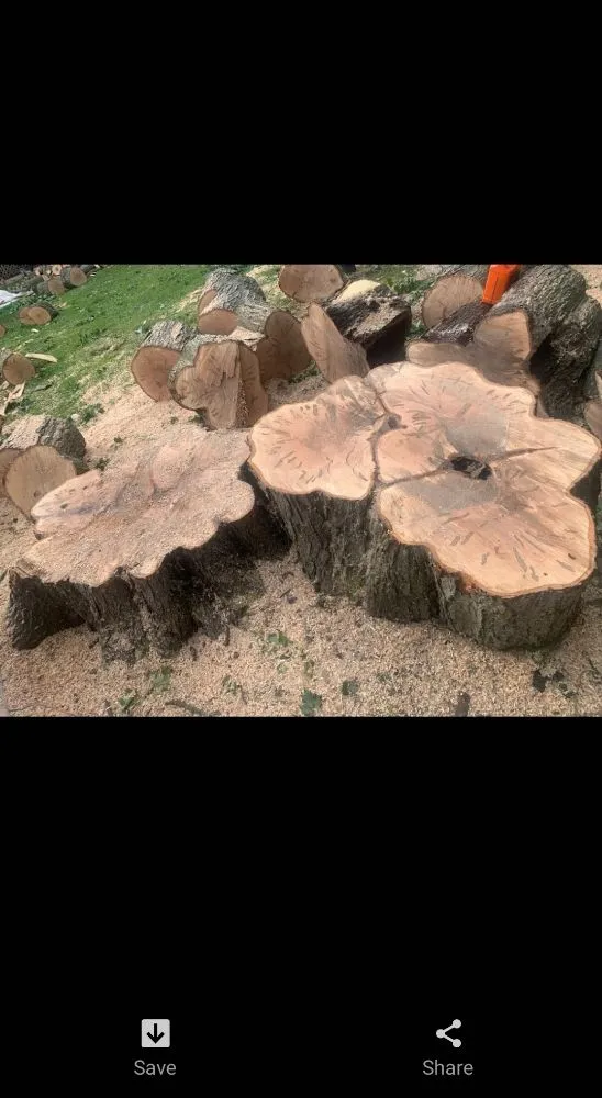 Local yard cleanup service in Springfield, PA by The Lawn Father