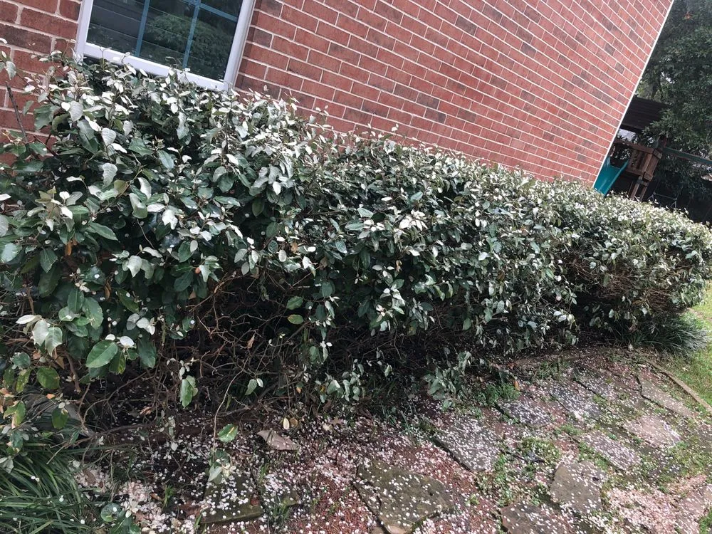 Expert lawn care service experts serving Colleyville, TX - The Lawn Firm