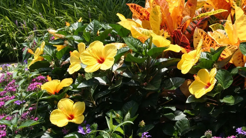 Reliable lawn mowing service in Colleyville, TX by The Lawn Firm