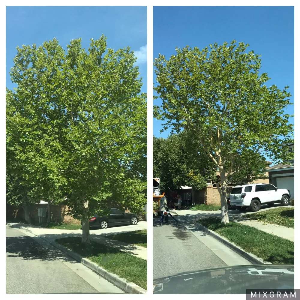 Reliable lawn mowing service near you in Moreno Valley, CA by The Lawn Geeks