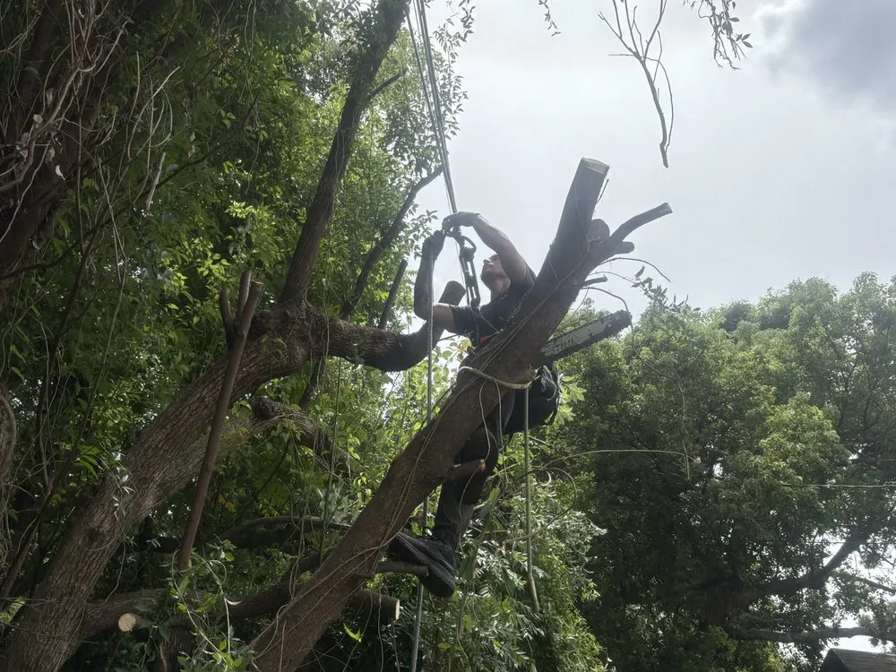 Professional yard cleanup service in Apopka, FL by The Lawn Guru