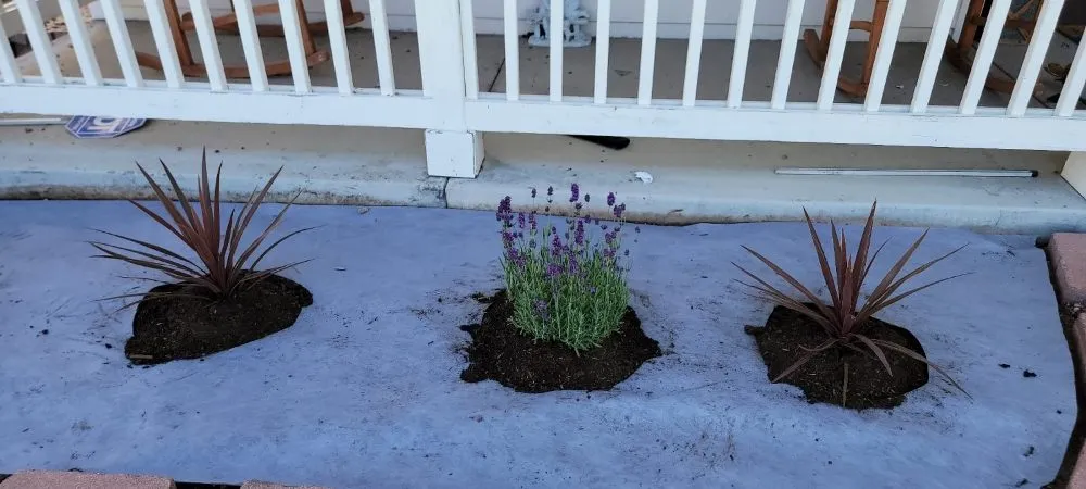 Professional landscape design in Brighton, CO by The Lawn Guy