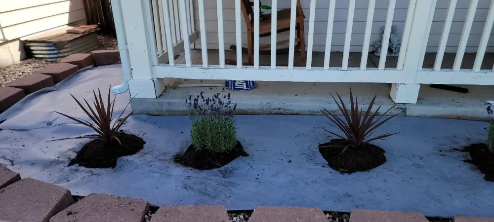 Trusted yard maintenance near you in Brighton, CO by The Lawn Guy