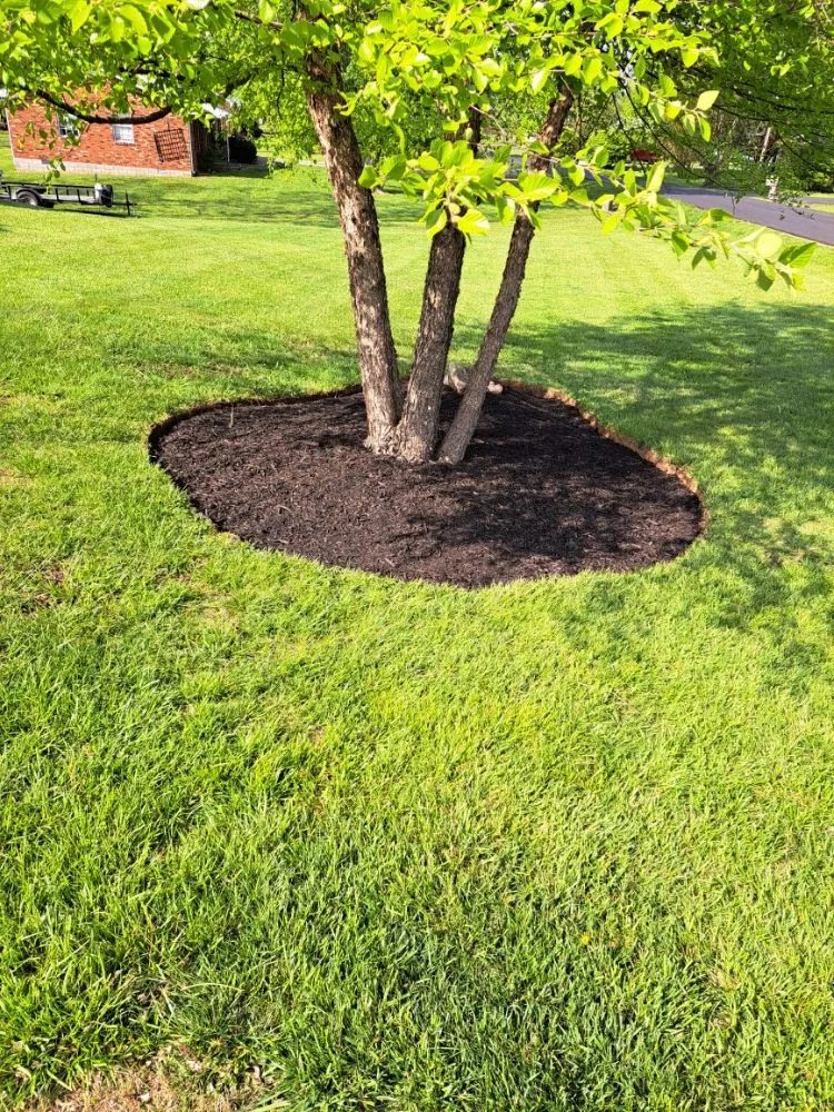 Local yard maintenance for homes in Elizabethtown, KY by The Lawn Guy