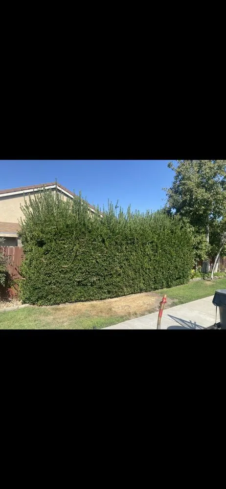 Local landscape installation with custom design in Modesto, CA by The Lawn Guy